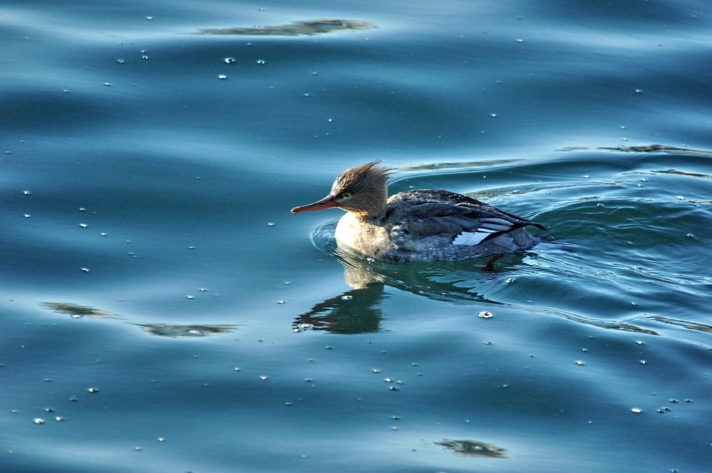 Duck, Red-breasted Merganser, 2009-01227615 Gloucester, MA.jpg - Red-breasted Merganser. Gloucester, MA, 1-22-2009